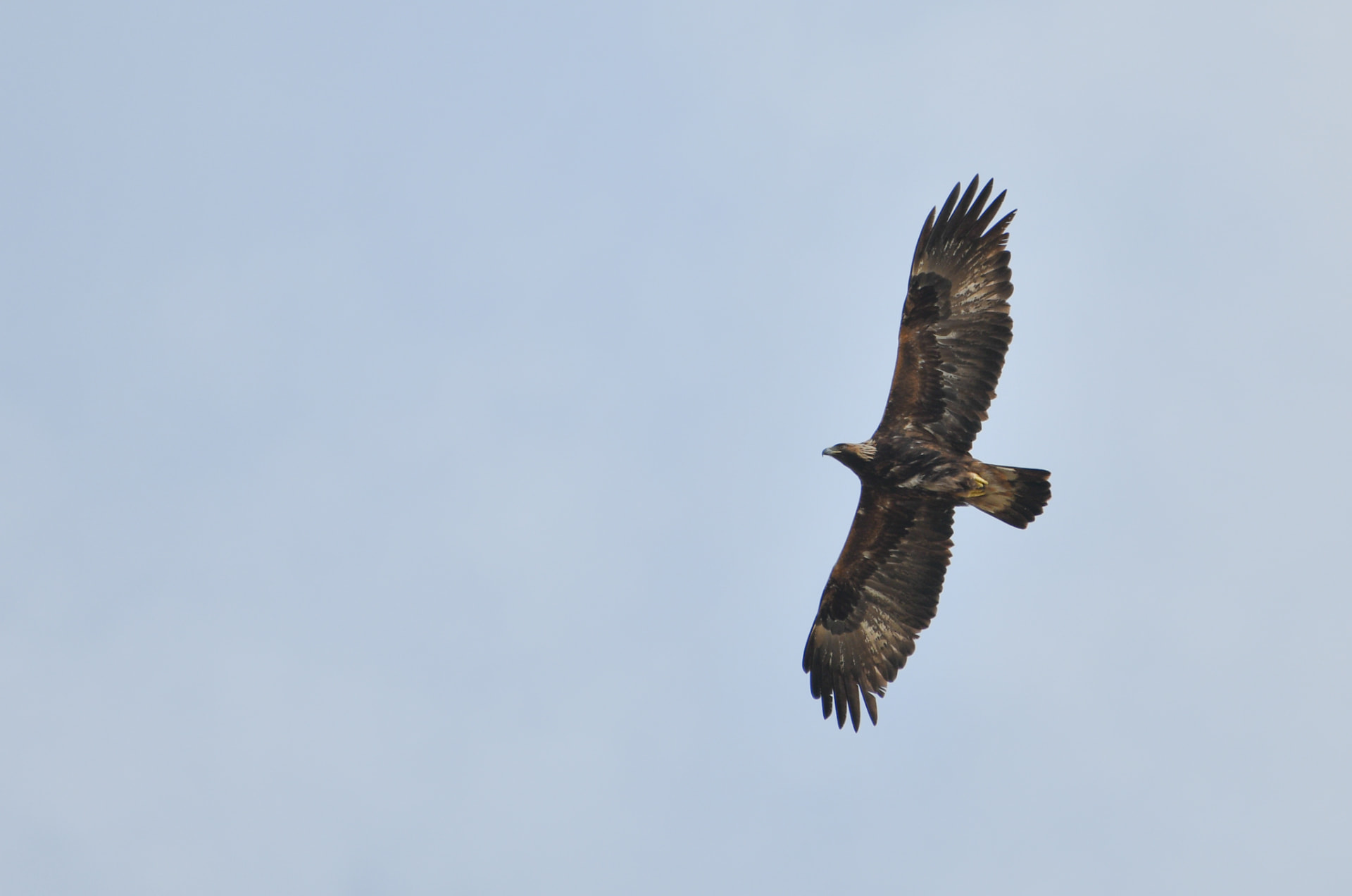 Golden eagle in glide flight seen from below