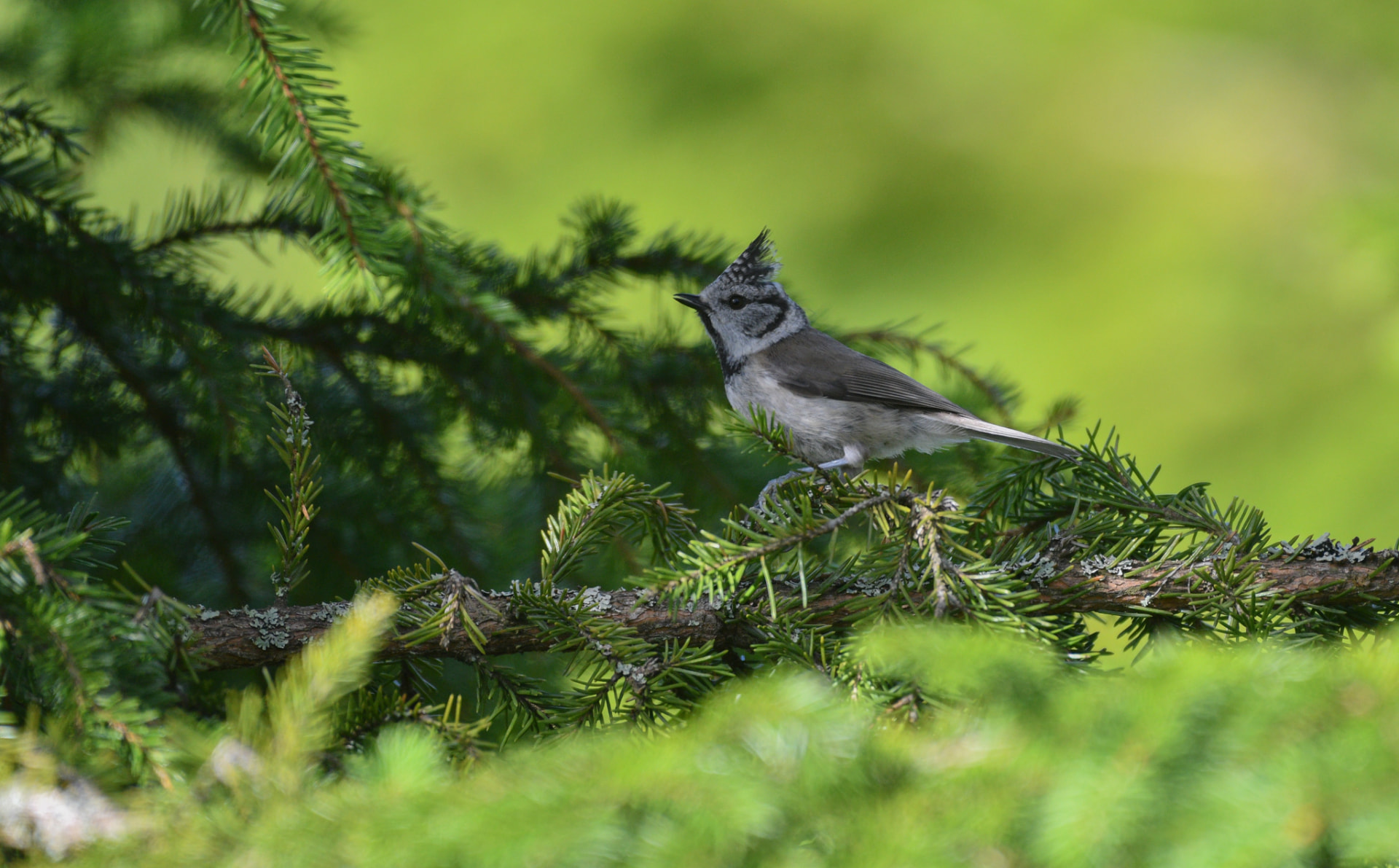 Crested Tit perched on a spruce branch in summer greenery